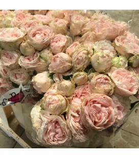 Rose Branchue Lady Of Th Down 50 cm