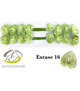 Anthurium Extase x16