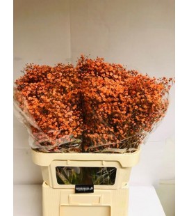 Gypso Teinté Orange