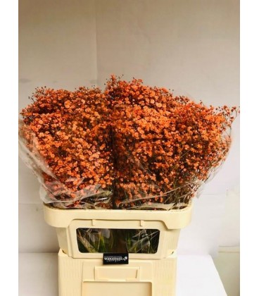 Gypso Teinté Orange