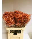 Gypso Teinté Orange