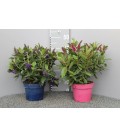 Veronique  rouge, rose, bleu pot 18