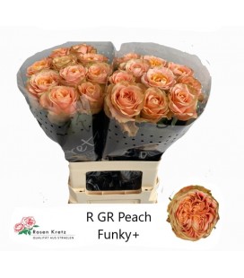 Rose Peach Funky 60 cm