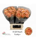 Rose Peach Funky 60 cm