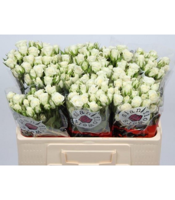 Rose Branchue Snowflake 50 cm