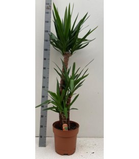Yucca Elephant pot de 23 h 140