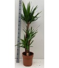 Yucca Elephant pot de27 h 150