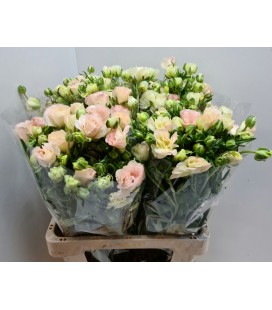 Renoncule Butterfly Ariadne 60 cm