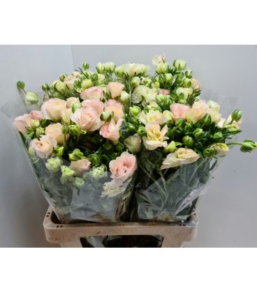 Renoncule Butterfly Ariadne 60 cm