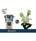 Lys Blizzard double  95 cm