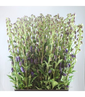 Aconithe Arendsii 90 cm