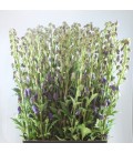 Aconithe Arendsii 90 cm