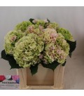 Hortensia Verena Cl 50 cm