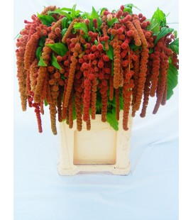 Amaranthe Coral Fountain 75 cm