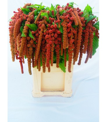 Amaranthe Coral Fountain