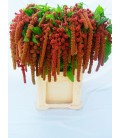 Amaranthe Coral Fountain