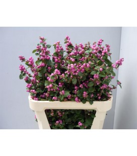 Symphorine Mag Treasure 50 cm