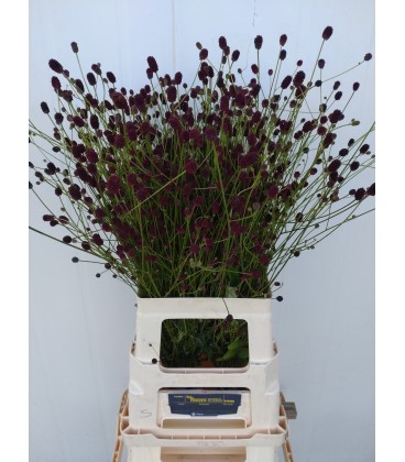 Sang officinalis 90 cm