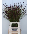 Sang officinalis 90 cm