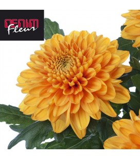 Chrysantheme G Willem Orange