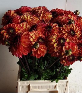 Dahlia Ding a Dong  50 cm