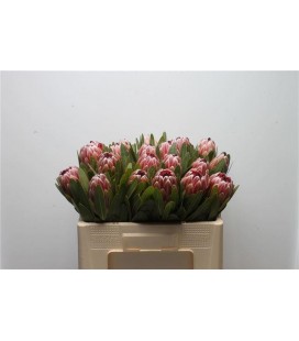 Protea pink ice 70 cm