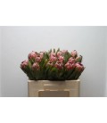 Protea pink ice