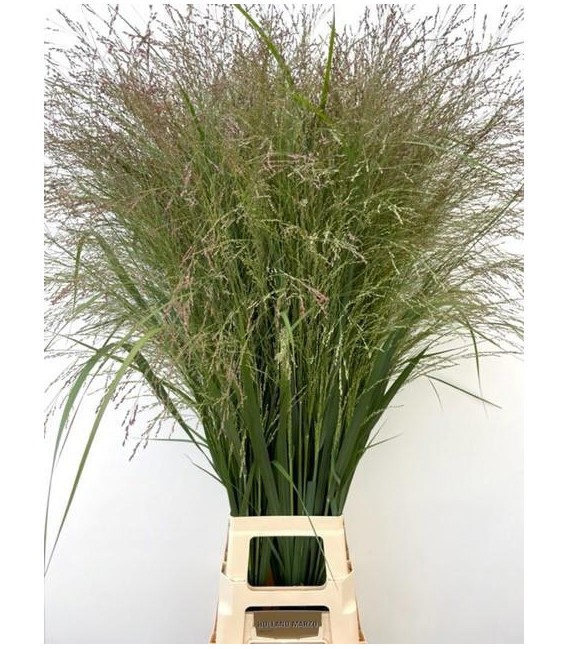 Panicum Vi Thundercld 120 cm