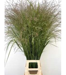 Panicum Vi Thundercld 