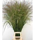 Panicum Vi Thundercld 120 cm