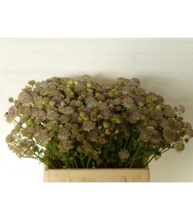 Astransia pink sensation 60 cm