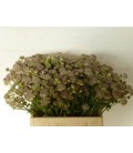 Astransia pink sensation 40 cm
