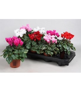 Cyclamen verano pot de 12