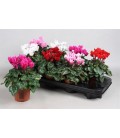 Cyclamen verano pot de 7