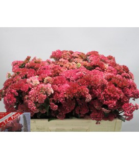 Sedum Maggical Lizzy 40 cm