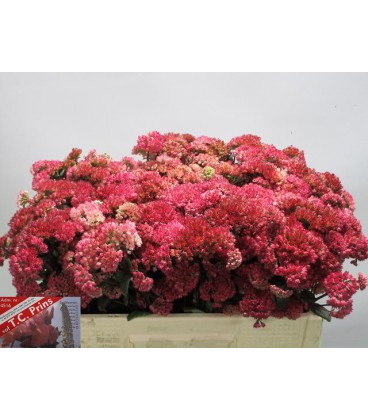 Sedum Maggical Lizzy 50 cm
