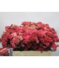 Sedum Maggical Lizzy 50 cm