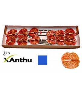 Anthurium Terra x 12