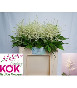 Astilbe Whasingthon 55/60 cm