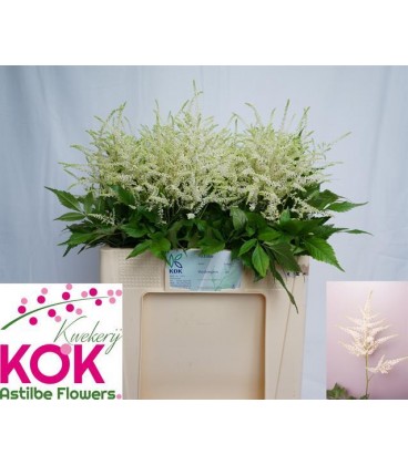 Astilbe Whasingthon 55 cm