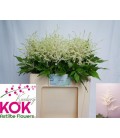 Astilbe Whasingthon 55 cm