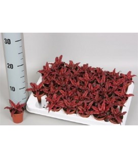 Cryptain Biv Red Star Ø 5.50