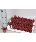 Cryptain Biv Red Star Ø 5.50