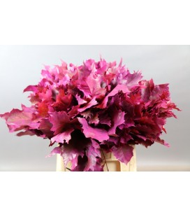 Feuille de chene teinté Rose