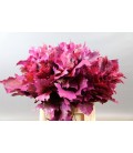 Feuille de chene teinté Rose
