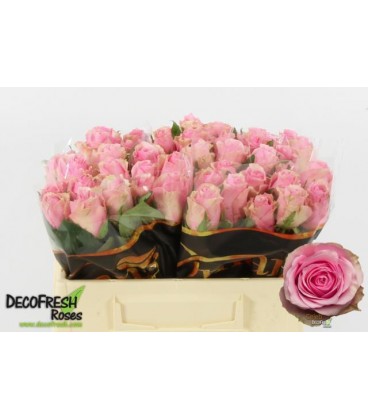 Rose Celeb 35 CM