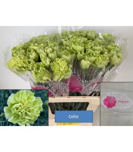 Oeillet Celtic Green x 20