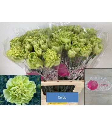 Oeillet Celtic Green