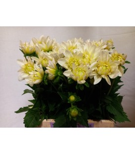 Dahlia White onesta 60 cm