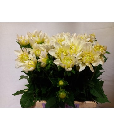 Dahlia White onesta 